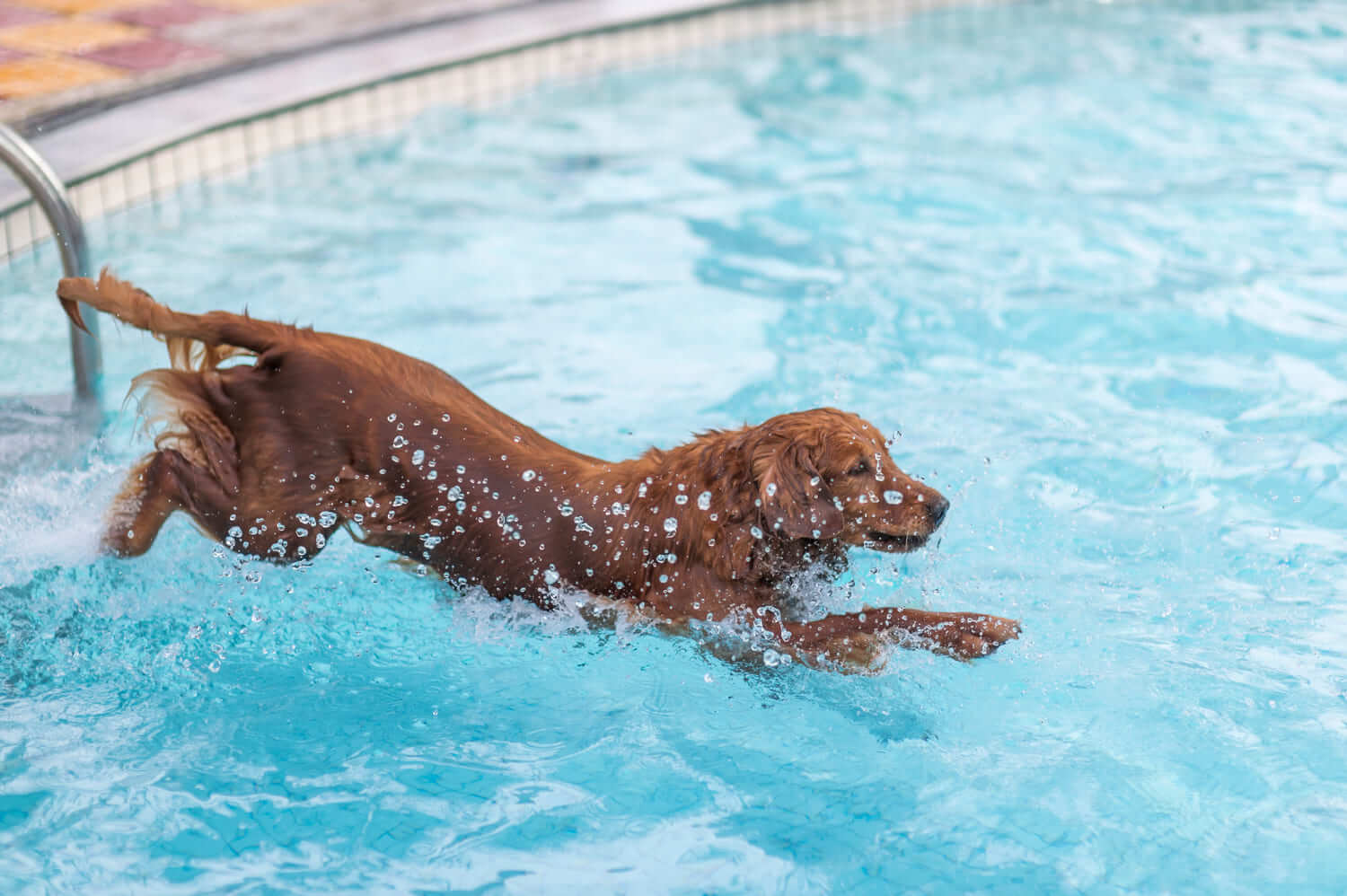 Der Hund im Schwimmbad