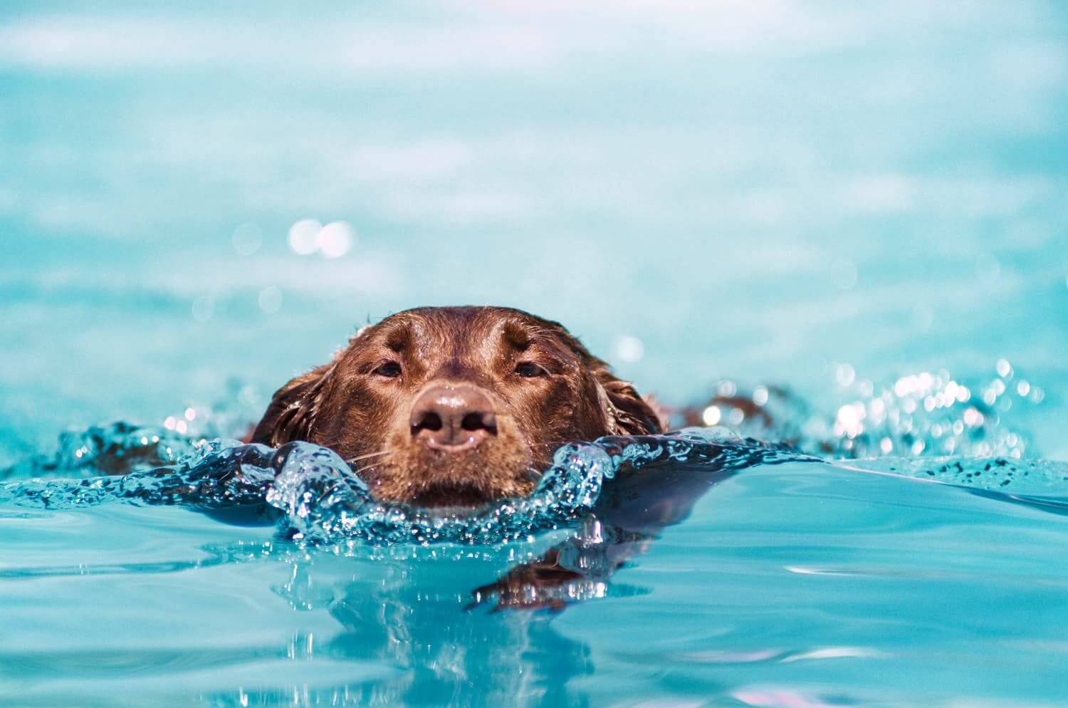 Hund im Pool