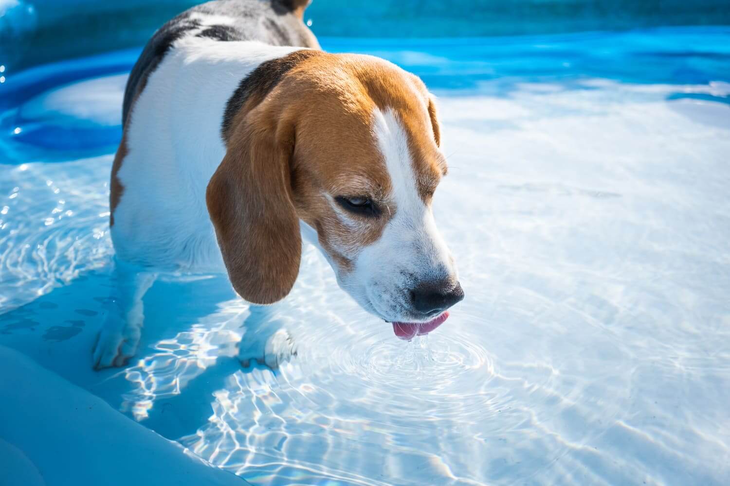 Hund im Schwimmbad